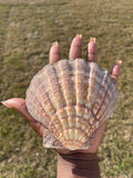 Lion's Paw shell