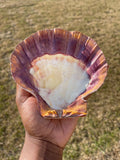 Lion's Paw shell