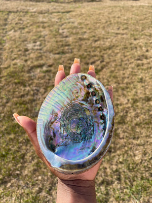 Abalone Shell (shell only)