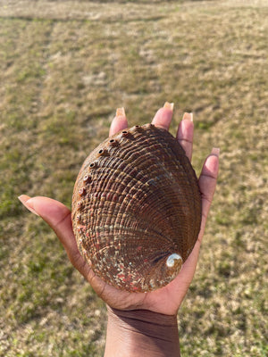 Abalone Shell (shell only)